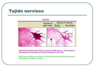 Tejido nervioso
 