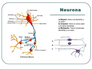 Neurona
a) Bipolar: tiene una dendrita y
un axón.
b) Unipolar: tiene un único axón
y no tiene dendritas.
c) Multipolar: Tiene numerosas
dendritas y un axón.
A
B
C
 
