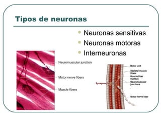 Tipos de neuronas
 Neuronas sensitivas
 Neuronas motoras
 Interneuronas
 