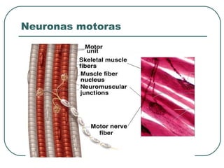Neuronas motoras
 