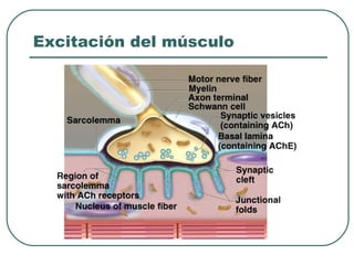 Excitación del músculo
 