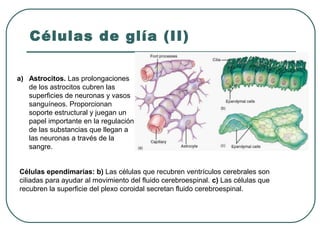 Células de glía (II)
a) Astrocitos. Las prolongaciones
de los astrocitos cubren las
superficies de neuronas y vasos
sanguíneos. Proporcionan
soporte estructural y juegan un
papel importante en la regulación
de las substancias que llegan a
las neuronas a través de la
sangre.
Células ependimarias: b) Las células que recubren ventrículos cerebrales son
ciliadas para ayudar al movimiento del fluido cerebroespinal. c) Las células que
recubren la superficie del plexo coroidal secretan fluido cerebroespinal.
 