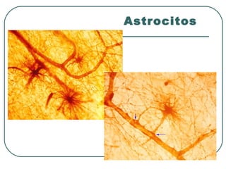 Astrocitos
 