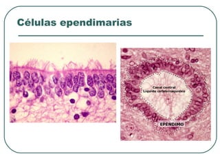 Células ependimarias
 