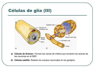 a) Células de Schawn. Forman las vainas de mielina que recubren los axones de
las neuronas en el SNP.
b) Células satélite. Rodean los cuerpos neuronales en los ganglios.
Células de glía (III)
 