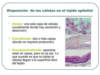 Disposición de las células en el tejido epitelial
 Simple: una sola capa de células
(usualmente donde hay secreción y
absorción)
 Estratificado: dos o más capas
(donde se requiere protección)
 Pseudoestratificado: aparenta
estar en capas, pero no es así. Lo
que sucede es que no todas la
células llegan a la superficie libre
del tejido.
 