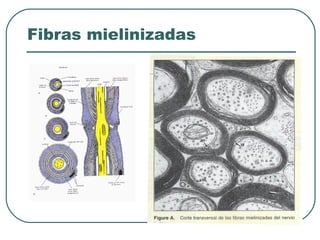 Fibras mielinizadas
 