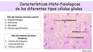Gabita Garcia
Características Histo-fisiologicas
de los diferentes tipos células gliales
Glía del sistema nervioso central
1. Oligodendroglia
2. Astrocitos
3. Microglía
4. Células ependimarias
Glía del sistema nervioso
Periférico
1. Células de Schwann
(neurolemocito)
2. Células satélite
 