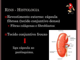 RINS - HISTOLOGIA
Revestimento externo: cápsula
fibrosa (tecido conjuntivo denso)
 Fibras colágenas e fibroblastos
Tecido conjuntivo frouxo
liga cápsula ao
parênquima. 10
 