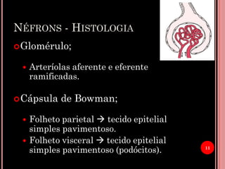 NÉFRONS - HISTOLOGIA
Glomérulo;
 Arteríolas aferente e eferente
ramificadas.
Cápsula de Bowman;
 Folheto parietal  tecido epitelial
simples pavimentoso.
 Folheto visceral  tecido epitelial
simples pavimentoso (podócitos). 11
 