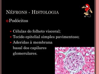 NÉFRONS - HISTOLOGIA
Podócitos
 Células do folheto visceral;
 Tecido epitelial simples pavimentoso;
 Aderidas à membrana
basal dos capilares
glomerulares.
13
 