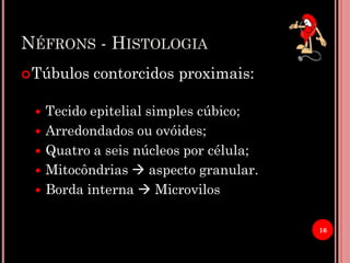 NÉFRONS - HISTOLOGIA
Túbulos contorcidos proximais:
 Tecido epitelial simples cúbico;
 Arredondados ou ovóides;
 Quatro a seis núcleos por célula;
 Mitocôndrias  aspecto granular.
 Borda interna  Microvilos
16
 