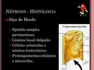NÉFRONS - HISTOLOGIA
Alça de Henle:
 Epitélio simples
pavimentoso;
 Lâmina basal delgada;
 Células achatadas e
núcleos lenticulares;
 Prolongamentos celulares
e microvilos. 18
 