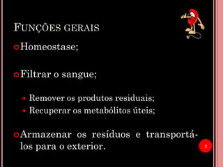 FUNÇÕES GERAIS
Homeostase;
Filtrar o sangue;
 Remover os produtos residuais;
 Recuperar os metabólitos úteis;
Armazenar os resíduos e transportá-
los para o exterior. 2
 