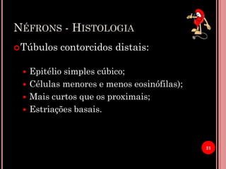 NÉFRONS - HISTOLOGIA
Túbulos contorcidos distais:
 Epitélio simples cúbico;
 Células menores e menos eosinófilas);
 Mais curtos que os proximais;
 Estriações basais.
21
 