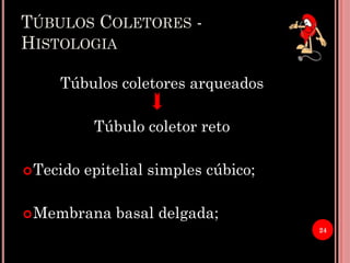 TÚBULOS COLETORES -
HISTOLOGIA
Túbulos coletores arqueados
Túbulo coletor reto
Tecido epitelial simples cúbico;
Membrana basal delgada;
24
 
