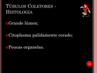 TÚBULOS COLETORES -
HISTOLOGIA
Grande lúmen;
Citoplasma palidamente corado;
Poucas organelas.
25
 
