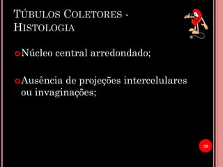 TÚBULOS COLETORES -
HISTOLOGIA
Núcleo central arredondado;
Ausência de projeções intercelulares
ou invaginações;
26
 