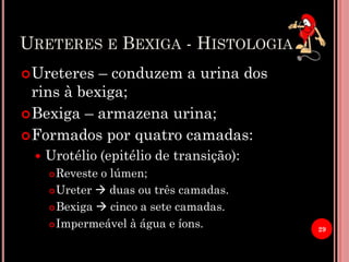 URETERES E BEXIGA - HISTOLOGIA
Ureteres – conduzem a urina dos
rins à bexiga;
Bexiga – armazena urina;
Formados por quatro camadas:
 Urotélio (epitélio de transição):
Reveste o lúmen;
Ureter  duas ou três camadas.
Bexiga  cinco a sete camadas.
Impermeável à água e íons. 29
 