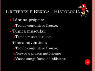 URETERES E BEXIGA - HISTOLOGIA
 Lâmina própria:
Tecido conjuntivo frouxo;
 Túnica muscular:
Tecido muscular liso;
 Túnica adventícia:
Tecido conjuntivo frouxo;
Nervos e plexos autônomos;
Vasos sanguíneos e linfáticos.
30
 