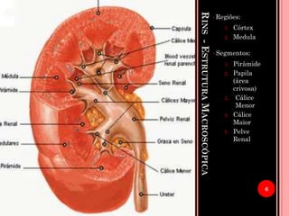 RINS-ESTRUTURAMACROSCÓPICA
• Regiões:
1. Córtex
2. Medula
• Segmentos:
1. Pirâmide
2. Papila
(área
crivosa)
3. Cálice
Menor
4. Cálice
Maior
5. Pelve
Renal
6
 
