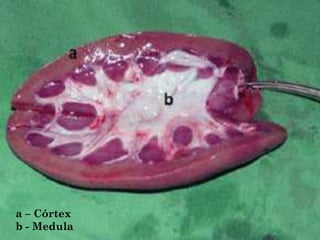 7
a – Córtex
b - Medula
 