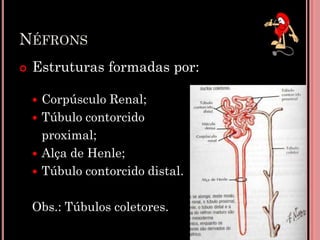 NÉFRONS
 Estruturas formadas por:
 Corpúsculo Renal;
 Túbulo contorcido
proximal;
 Alça de Henle;
 Túbulo contorcido distal.
Obs.: Túbulos coletores. 8
 