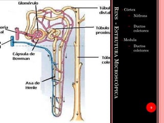RINS-ESTRUTURAMICROSCÓPICA
• Córtex
• Néfrons
• Ductos
coletores
• Medula
• Ductos
coletores
9
 