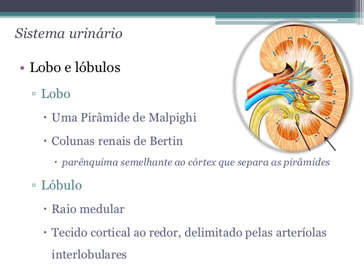 Aula 3 Histologia - Sistema urinário