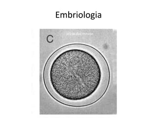 Embriologia
       Início das mitose




Me. Juliana da Silva/ cirurgiã dentista
 