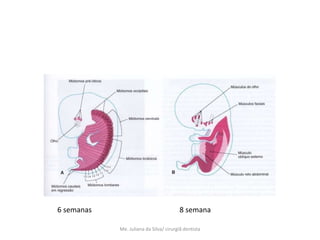 6 semanas                                8 semana

            Me. Juliana da Silva/ cirurgiã dentista
 