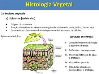 Protoderme Vegetal Aula sobre histologia e organologia vegetal | PPT