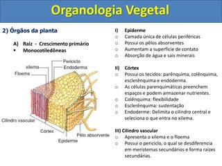 Aula sobre histologia e organologia vegetal | PPT