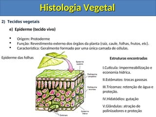 Protoderme Vegetal histologia e organologia vegetal slide.. | PPT