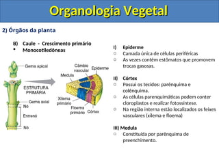 histologia e organologia vegetal slide.. | PPT