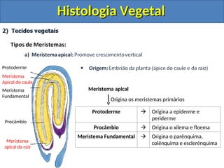Protoderme Vegetal histologia e organologia vegetal slide.. | PPT
