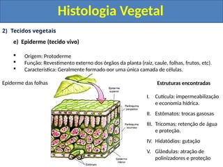 Protoderme Vegetal Aula de Histologia e organologia vegetal | PPTX