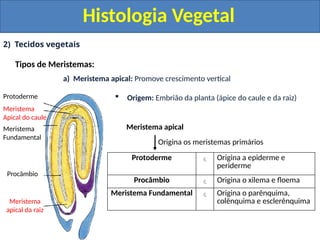 Protoderme Vegetal Histologia e organologia vegetal ciencia | PPTX