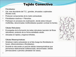 Tejido Conectivo <ul><li>Fibroblastos: </li></ul><ul><li>Cel. mas abundante del T.C., grandes, ahusadas o aplanadas (Núcle...