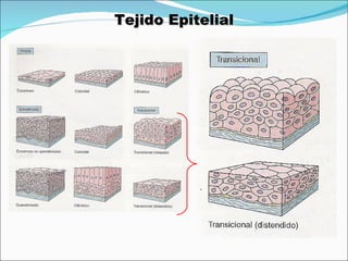 Histologia General   Tejido Epitelial