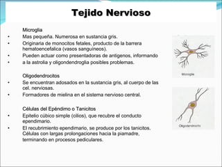 Tejido Nervioso <ul><li>Microglia </li></ul><ul><li>Mas pequeña. Numerosa en sustancia gris. </li></ul><ul><li>Originaria ...