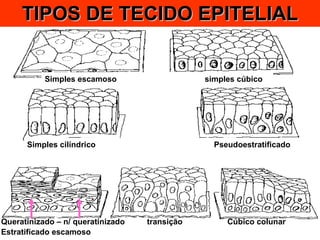TIPOS DE TECIDO EPITELIAL Simples escamoso simples cúbico Simples cilíndrico   Pseudoestratificado Queratinizado – n/ queratinizado   transição  Cúbico colunar Estratificado escamoso 