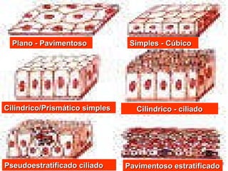 Plano - Pavimentoso Cilindrico/Prismático simples Pseudoestratificado ciliado Cilindrico - ciliado Pavimentoso estratificado Simples - Cúbico 