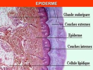 EPIDERME 