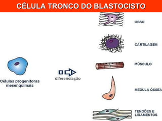 CÉLULA TRONCO DO BLASTOCISTO 