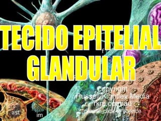 TECIDO EPITELIAL GLANDULAR 