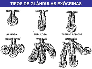 TIPOS DE GLÂNDULAS EXÓCRINAS ACINOSA TUBULOSA TUBULO ACINOSA 