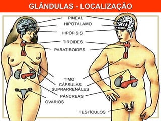 GLÂNDULAS - LOCALIZAÇÃO 