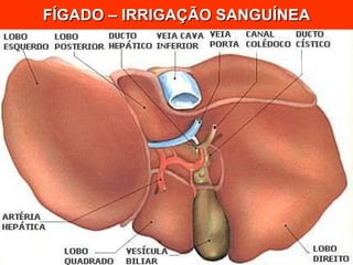 FÍGADO – IRRIGAÇÃO SANGUÍNEA 