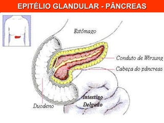 EPITÉLIO GLANDULAR - PÂNCREAS 